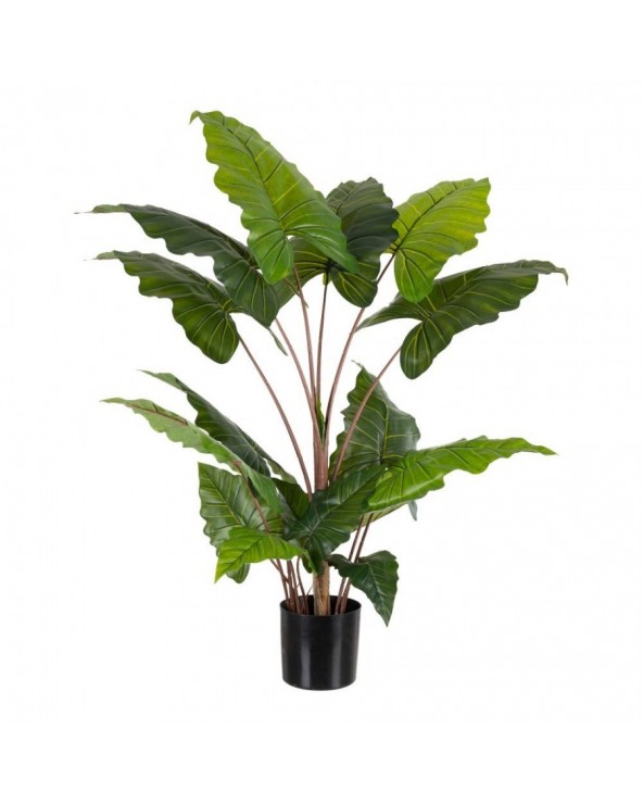 Planta colocasia pvc verde 130h - 1